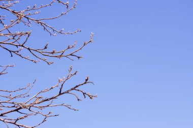 Spring fresh green sunny background. Blossoming buds and first leaves on the branches of the trees against the bright blue sky.spring buds on trees. Selective focus.