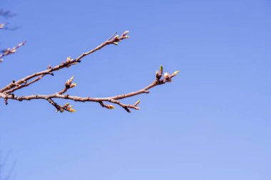 Spring fresh green sunny background. Blossoming buds and first leaves on the branches of the trees against the bright blue sky.spring buds on trees. Selective focus.