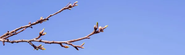 Spring fresh green sunny background. Blossoming buds and first leaves on the branches of the trees against the bright blue sky.spring buds on trees. Selective focus. — Stock Photo, Image