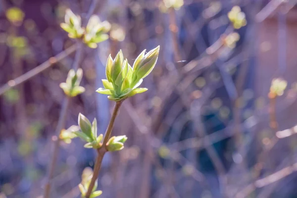 Spring fresh green sunny background. Blossoming buds and first leaves on the branches of the trees against blurred nature.spring buds on trees. Selective focus. — Stock fotografie