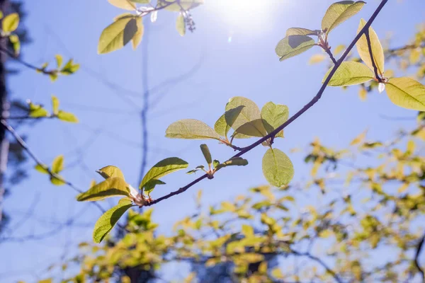 Spring fresh green sunny background. Blossoming buds and first leaves on the branches of the trees against the bright blue sky.spring buds on trees. Selective focus. — стоковое фото