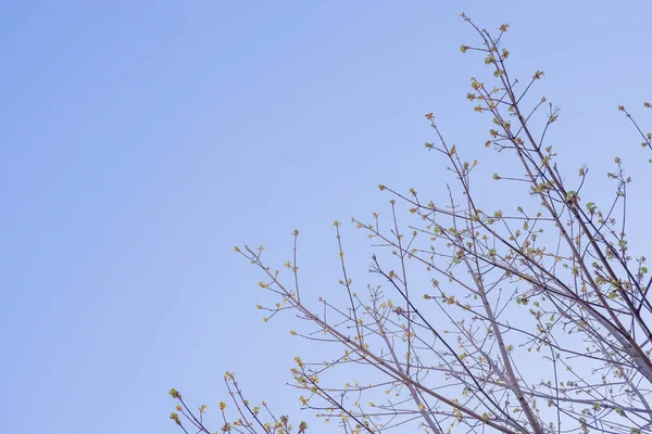 Spring fresh green sunny background. Blossoming buds and first leaves on the branches of the trees against the bright blue sky.spring buds on trees. Selective focus. — Stock Photo, Image