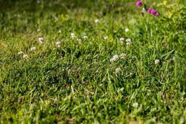 White clover in the green grass. Fresh summer or spring background.Lawn carpet with white clover. Natural floral background. Blooming ecology nature landscape