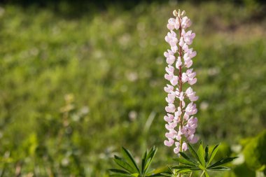Lupine flowers different colors on the field. Selective focus.