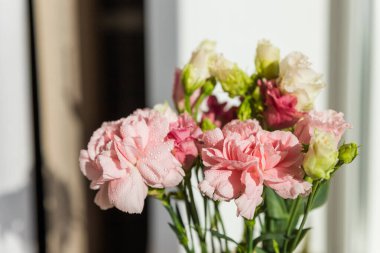 sweet pink carnation flowers on a white background with text space