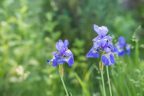 Blå iris blommor i trädgården.landskap med iris mot suddig natur. Blomsterfält under vår och sommar. Blommig bakgrund med lila iris och ljust grönt gräs. — Stockfoto
