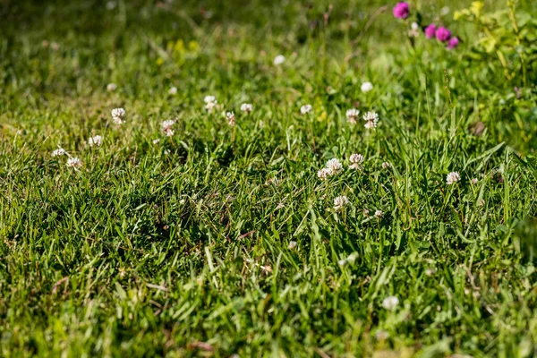 White clover in the green grass. Fresh summer or spring background.Lawn carpet with white clover. Natural floral background. Blooming ecology nature landscape — Stockfoto