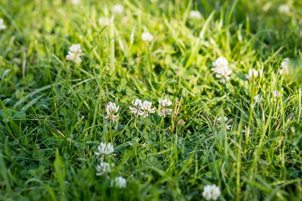 White clover in the green grass. Fresh summer or spring background.Lawn carpet with white clover. Natural floral background. Blooming ecology nature landscape — Φωτογραφία Αρχείου