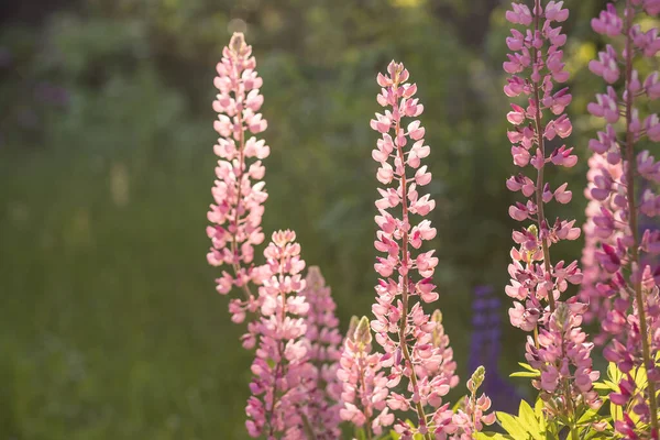 Lupine flowers different colors on the field. Selective focus.blooming pink lupins in the meadow.bright natural colors — Stockfoto