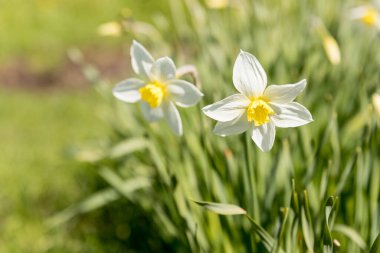 Daffodils in a sunny spring garden.Blooming white daffodils.