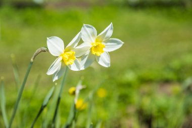 Daffodils in a sunny spring garden.Blooming white daffodils.