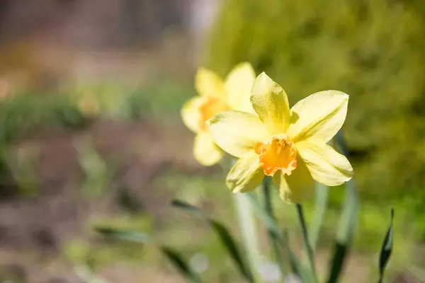 Daffodils Sunny Spring Garden Copy Space — Fotografia de Stock