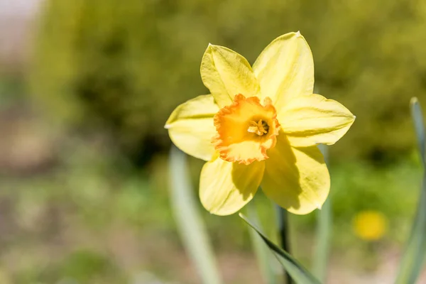 Daffodils Sunny Spring Garden Copy Space — Fotografia de Stock