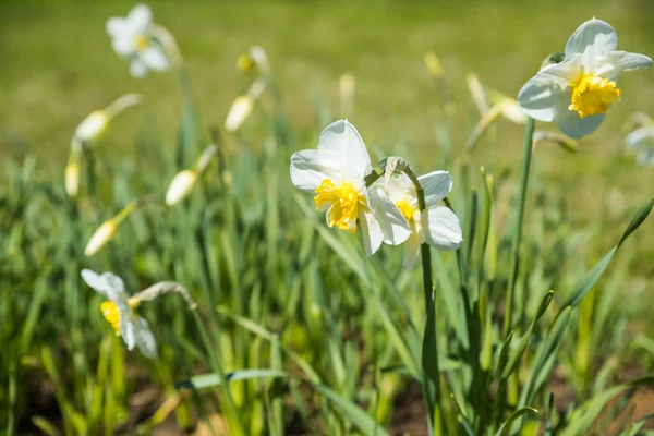 Daffodils Sunny Spring Garden Blooming White Daffodils — Fotografia de Stock