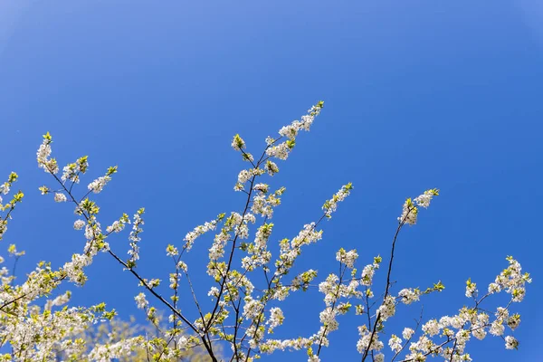 Branches de pommier en fleurs. belles fleurs blanches contre ciel bleu, champ peu profond. Cerisier blanc ou cerisier au printemps.Beaucoup de fleurs blanches. espace de copie — Photo