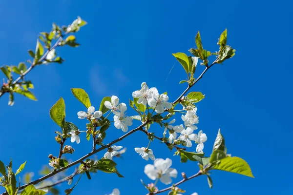 Filialer av blommande äppelträd. vackra vita blommor mot blå himmel, grunt fält. Vit körsbärsblomma eller körsbärsträd på våren.Mycket vita blommor. kopieringsutrymme — Stockfoto