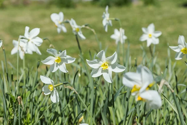 Narciso en un jardín de primavera.Narciso flores sobre un fondo borroso en un día soleado. Narcisos blancos florecientes. Las primeras flores de primavera.hermosas flores narcisas que crecen en Pascua — Foto de Stock