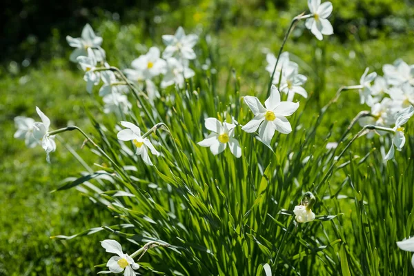 Daffodil em um jardim de primavera.Narciso floresce em um fundo embaçado em um dia ensolarado. Malditos narcisos brancos. A primeira primavera flowers.beautiful narcissus flores crescendo na Páscoa — Fotografia de Stock