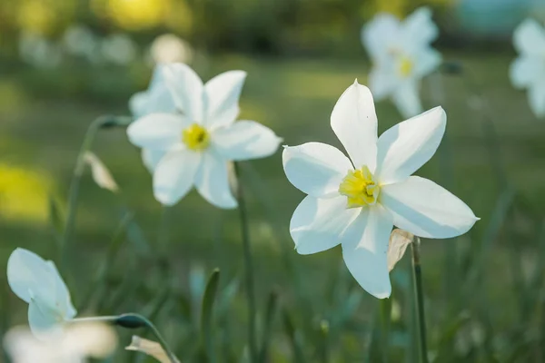 Daffodil em um jardim de primavera.Narciso floresce em um fundo embaçado em um dia ensolarado. Malditos narcisos brancos. A primeira primavera flowers.beautiful narcissus flores crescendo na Páscoa — Fotografia de Stock