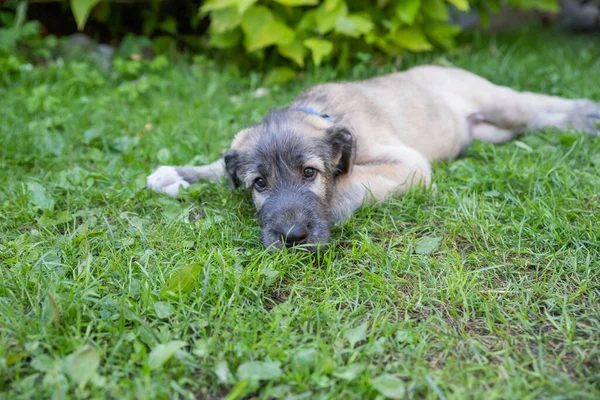 Retrato de jovem Wolfhound irlandês no gramado verde.Filhote de cachorro wolfhound irlandês relaxante, se diverte no parque.Retrato de uma raça de cão em um jardim de verão — Fotografia de Stock