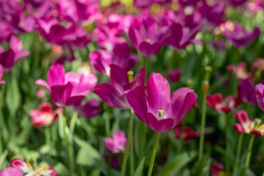 Güzel pembe çiçek açan lale. Güneşli sıcak bir günde bahar bahçesinde açan pembe laleler tarlası..