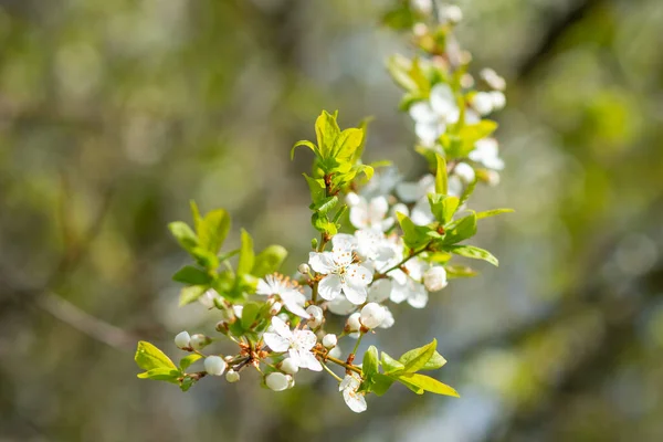 Jabloně kvete na jaře na rozmazaném pozadí.Větev jabloně s mnoha květinami.Bílé květy na stromě btanch. jarní pozadí. — Stock fotografie