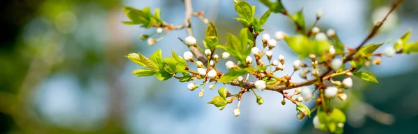 Apfelblüten im Frühling auf verschwommenem Hintergrund. Zweig eines Apfelbaums mit vielen Blüten.Weiße Blüten auf Baumstange. Hintergrund: Frühling. — Stockfoto