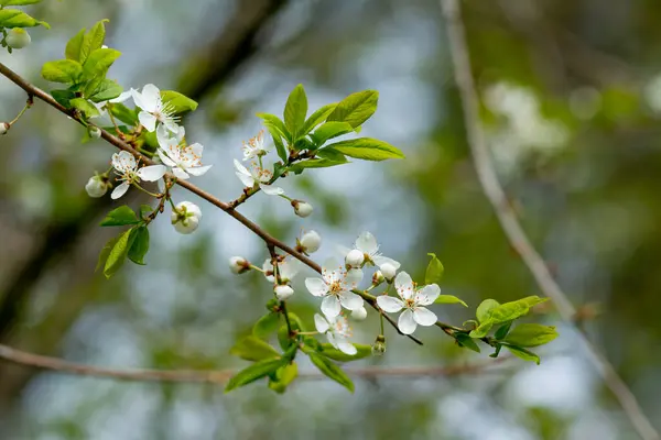 Ã ¤ppelblommor pÃ ¥vÃ ¥ren pÃ ¥suddig bakgrund.gren av Ã ¤ppeltrÃ ¤d med mÃ ¥nga blommor.vita blommor pÃ ¥trÃ ¤d btanch. fjäderbakgrund. — Stockfoto