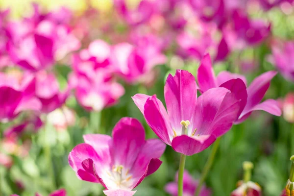 Beautiful pink blooming tulip.field of blooming pink tulips in spring garden on sunny warm day. Stock Picture