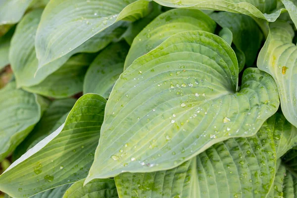 De gröna bladen från Hosta på sommaren. miljö koncept.Sömlös mönster av hosta blad. Kaotiska arrangemang av blad. Ljusa saftiga gröna. Naturlig grön bakgrund. — Stockfoto