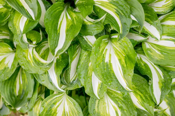 De gröna bladen från Hosta på sommaren. miljö koncept.Sömlös mönster av hosta blad. Kaotiska arrangemang av blad. Ljusa saftiga gröna. Naturlig grön bakgrund. — Stockfoto