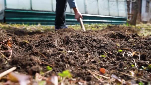 Kopání jarní půdy vidličkou. Zblízka kopání jarní půdy lopatou, která ji připravuje na nové období setí.Tvrdá práce v zahradě — Stock video