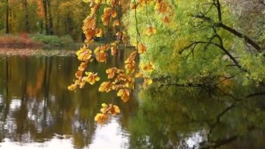 Sonbahar manzarası - bir meşe dalının üzerindeki renkli yapraklar bir göletin arka planına karşı. Şehir parkına yapraklar dökülüyor. Yeşillik Günü. Muhteşem gür ağaçlarla Park 'ta sakin bir dinlenme yeri..