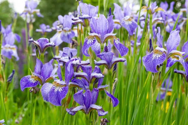 Iris sibirica växter från botaniska trädgården för katalog. Naturliga ljuseffekter. Selektivt fokus. Blomsterlandskap.Vackra ljusa iris i sommarträdgården — Stockfoto