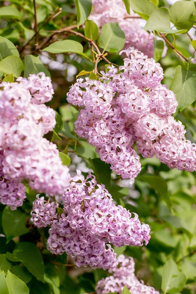 Big lilac branch bloom in garden after rain. Bright blooms of spring lilacs bush. Pink flowers close-up on blurred background. Bouquet of bright purple flowers — Stock Photo, Image
