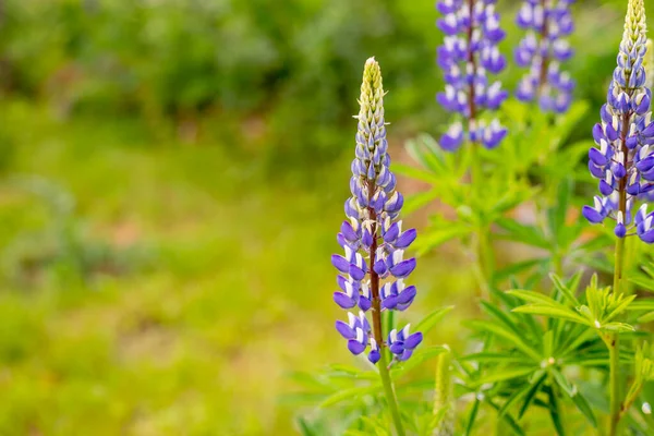 牧草地でバイオレット・ルピナスの開花。紫色の花。庭の背景に夏の6月の花のカラフルな束。食物源、観賞用植物 — ストック写真