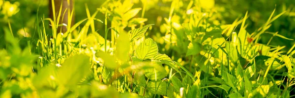 Hierba con gotas de agua a la luz del sol, hora del atardecer.Primer plano con hierba verde bajo la luz del sol de verano. puesta de sol. banner de meadow.web — Foto de Stock