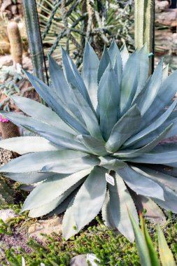 Big Blue Agave 'a yaklaş. Agave bitkisinin çalıları. Parkta, bahçede, çölde, serada tropik bitkiler yetişir. Yapraklar. Yeşil büyük agave yaprakları.