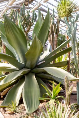 Kocaman agave bitkilerini kapatın. Agave bitkisinin çalıları. Parkta, bahçede, çölde, serada tropik bitkiler yetişir. Yapraklar. Yeşil büyük agave yaprakları.