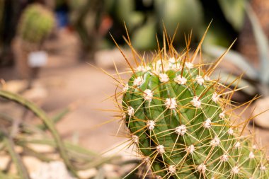 Dikenli Kaktüs manzarası, tarla. Çiçek bahçesi. Kaktüs bir botanik bahçesinde ekilmiş, çöl vadisinde..