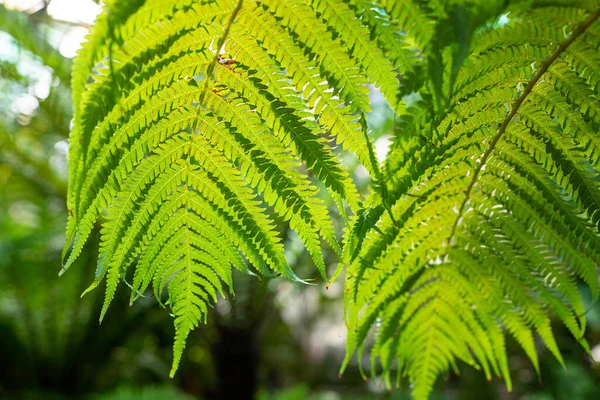 Vielfalt an grünen Farnen. Farn in tropischen Wäldern. Natürliche grüne tropische Textur mit unterschiedlichen hellgrünen Blättern, Blättern, frischen exotischen botanischen Mustern. Abstrakte natürliche exotische Dschungel Hintergrund — Stockfoto