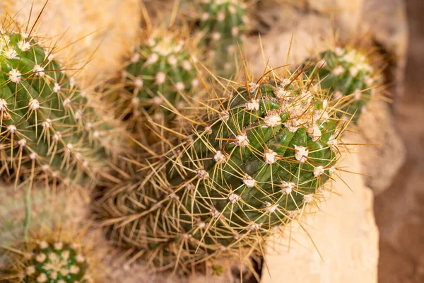 Spiky Cactus paisagem, campo. Jardim de flores.Cacto plantado em um jardim botânico, vale do deserto. — Fotografia de Stock