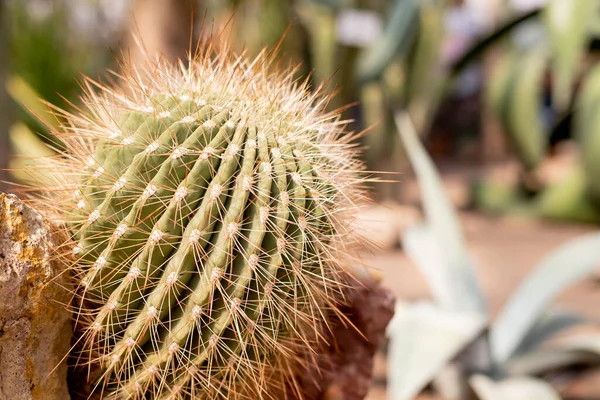 Spiky Cactus paisagem, campo. Jardim de flores.Cacto plantado em um jardim botânico, vale do deserto. — Fotografia de Stock