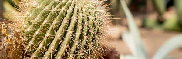 Spiky Kaktus krajobraz, pole. Ogród kwiatów.kaktusy sadzone w ogrodzie botanicznym, dolina pustyni. — Zdjęcie stockowe