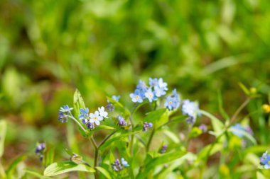 Çayır bitkisi arka planı: mavi küçük çiçekler - yakın-unutma-kapatma ve yeşil çimen. Sığ DOF