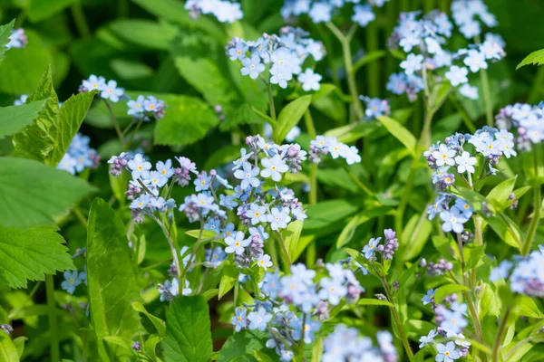 Äng växt bakgrund: blå små blommor - glöm mig inte närbild och grönt gräs. Grunt DOF — Stockfoto