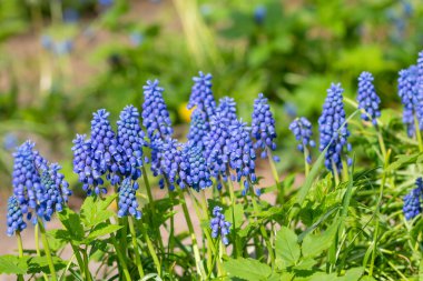 Mavi üzüm sümbülü. Muscari çiçekleri. Bahar bahçesinde çiçekler. Muscari, Avrasya 'ya özgü uzun ömürlü bir bitki cinsidir. İlk mavi bahar çiçekleri.