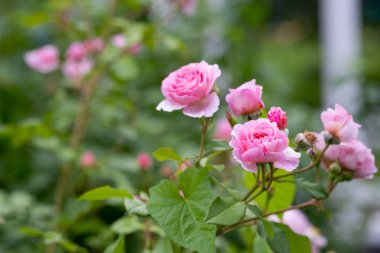 Bahçedeki bir çalılıkta çiçek açan güller ve tomurcuklar. Güzel pembe güllerden oluşan çalılar. Parlak yaz gününde pembe çiçeklerden oluşan çalılar. Tatil akış arkaplanı.