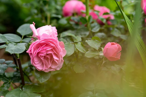 Rosas florecientes y brotes en un arbusto en el jardín.Arbusto de hermosas rosas rosadas.Bush de flores rosadas en el día brillante del verano. Vacaciones fondo flofal. — Foto de Stock