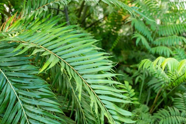 Zon Groene Palmbladeren Bladeren Van Heldergroene Kokosnoot — Stockfoto